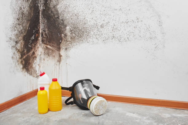 Mold Removal and Inspection in Shenandoah, LA