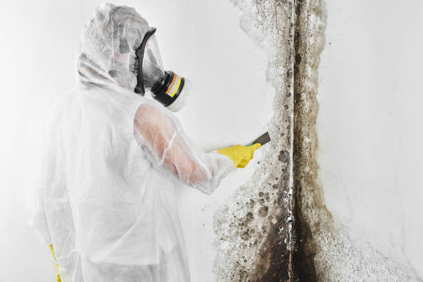 Best Residential Mold Removal  in Shenandoah, LA