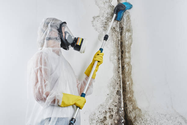Best Certified Mold Removal  in Shenandoah, LA