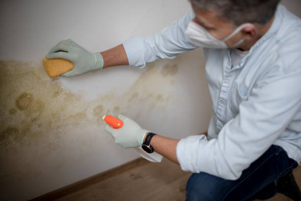Best Attic Mold Removal  in Shenandoah, LA