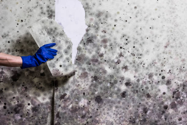 Best Office Mold Removal Services  in Shenandoah, LA