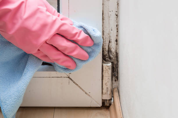 Best Mold Testing  in Shenandoah, LA